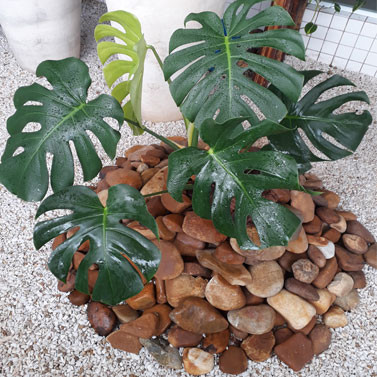 Jardim em varanda de prédio alto padrão em Praia Grande-SP