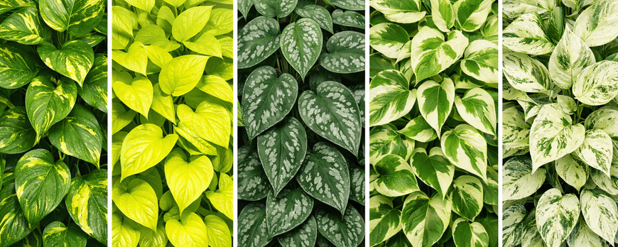 5 Tipos de Jiboia para Paisagismo em Praia Grande: Guia Completo