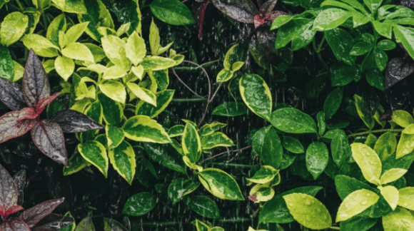 A floresta suspensa no seu living: jardins verticais em apartamentos no Canto do Forte