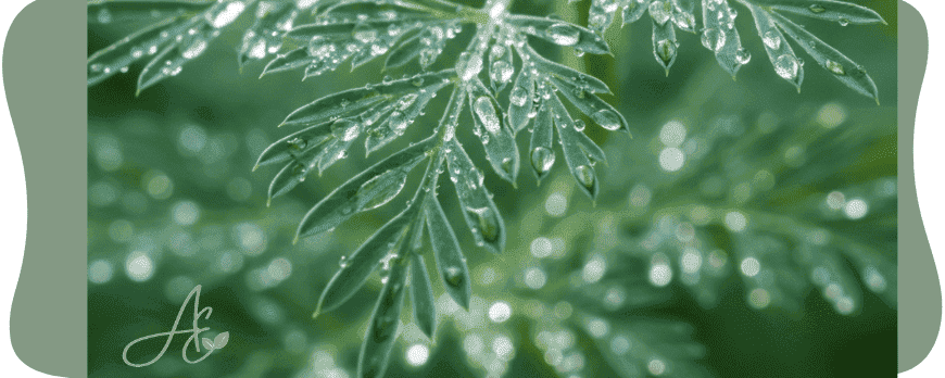 Jardim Medicinal Global: Como Integrar a Elegância da Artemisia annua ao Paisagismo Científico