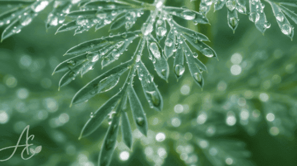 Jardim Medicinal Global: Como Integrar a Eleg&acirc;ncia da Artemisia annua ao Paisagismo Cient&iacute;fico
