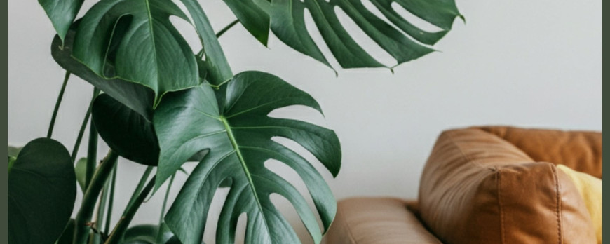 Decorar com Costela de Adão